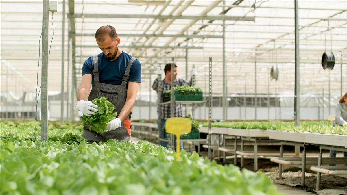 pratiques agricoles traditionnelles