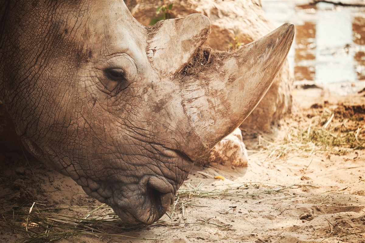 Conservation des rhinocéros de Java