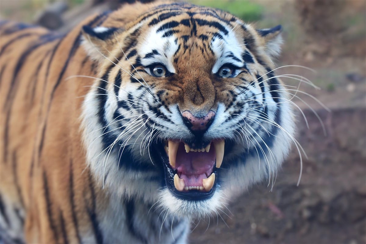 Réintroduction du tigre sauvage : un espoir pour les écosystèmes d’Afrique