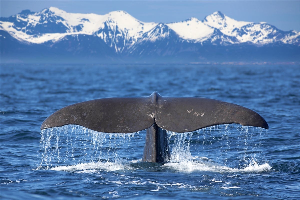 baleine bleue