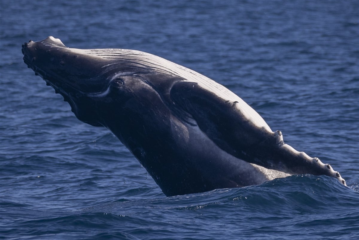 Les chants méconnus de la baleine bleue : une étude approfondie