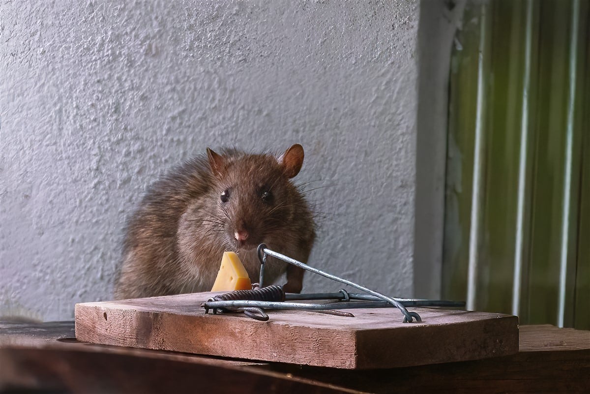 éliminer les rats