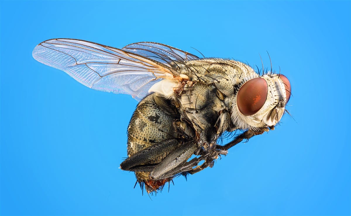 Lutte contre la mouche charbonneuse lors d’une épidémie en milieu rural