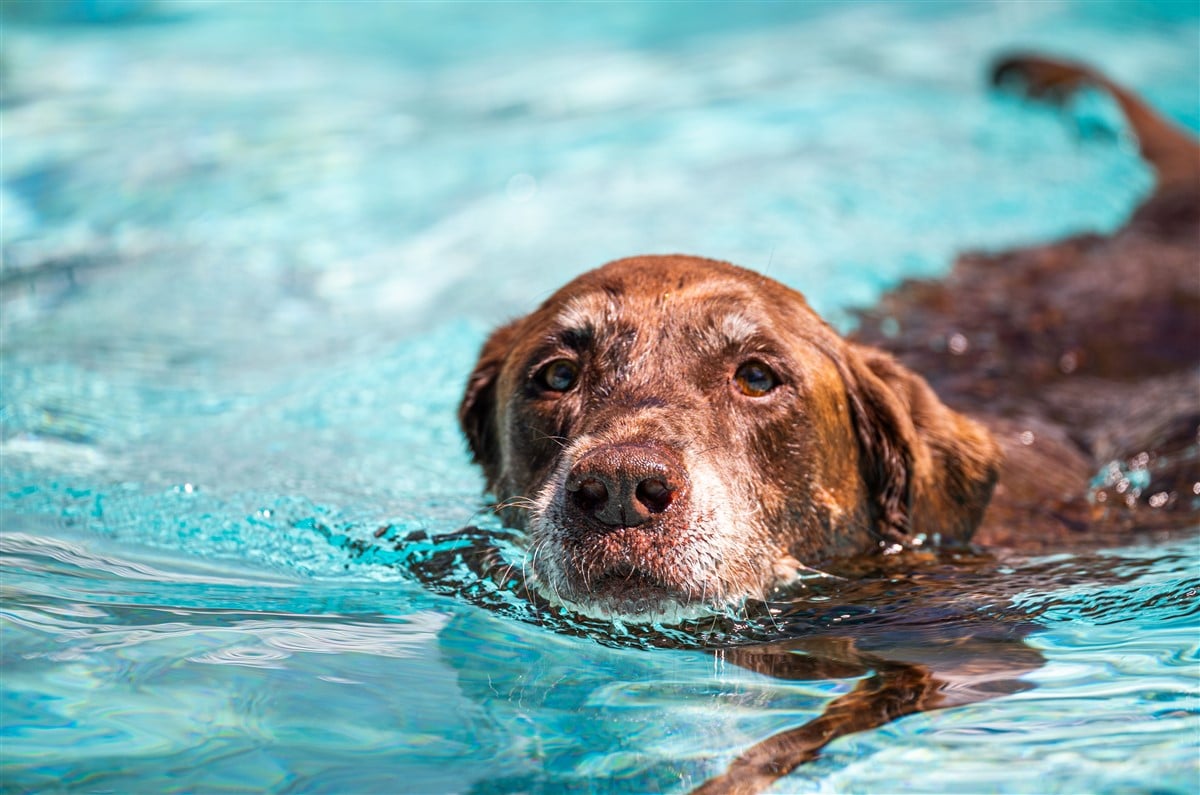 passionnés de natation canine