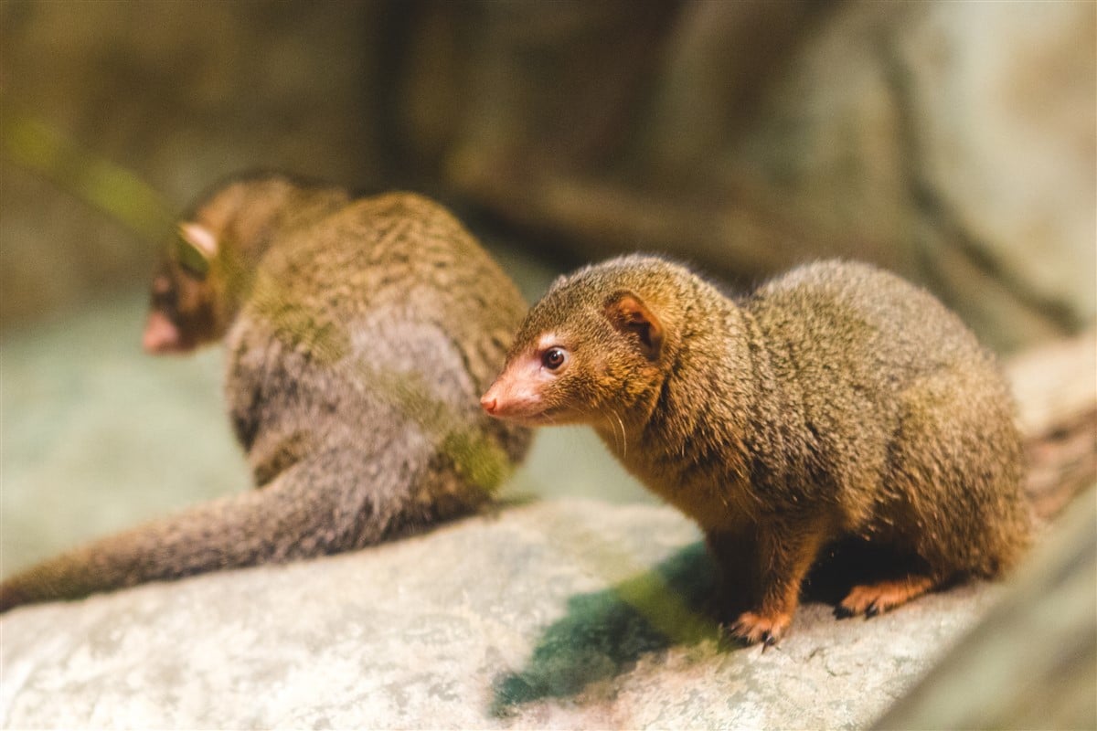 Les appellations méconnues des petits animaux sauvages