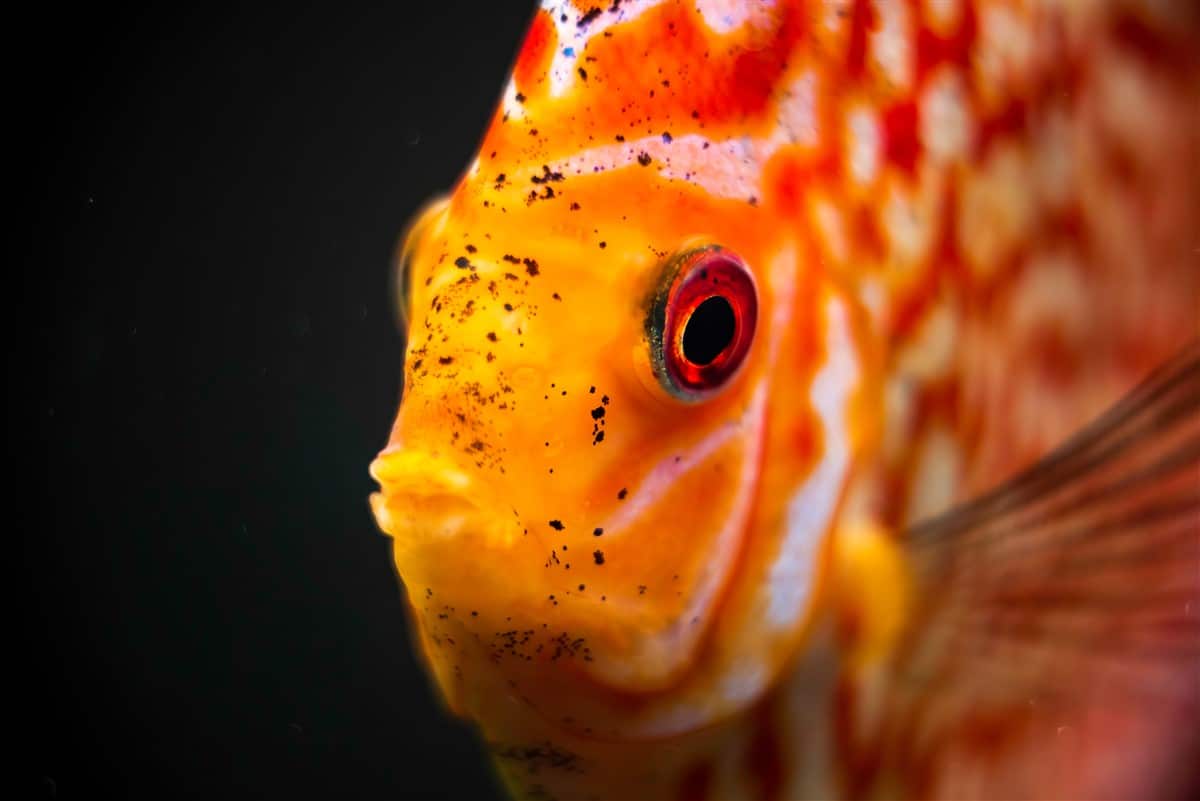 Aquarium pour le poisson combattant : 9 conseils pour préserver son éclat