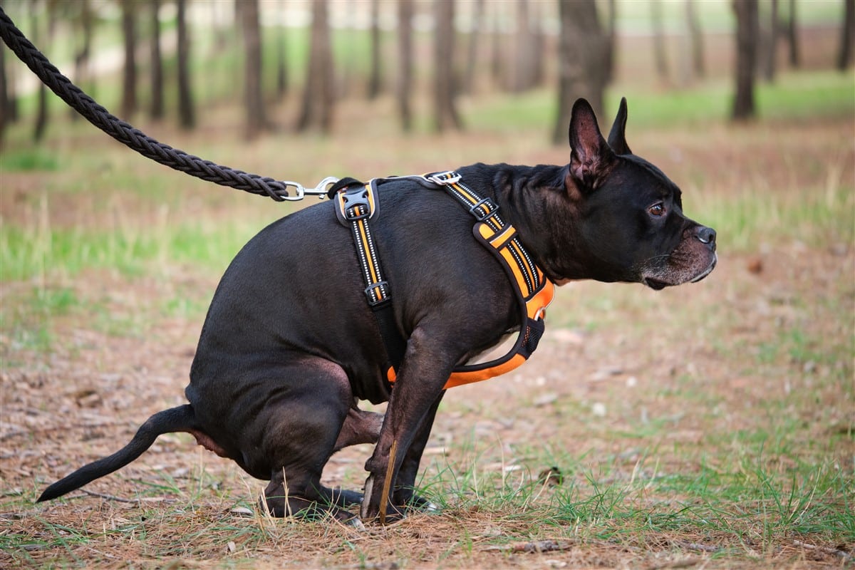 L’explication comportementale : votre chien et son regard lors de la défécation