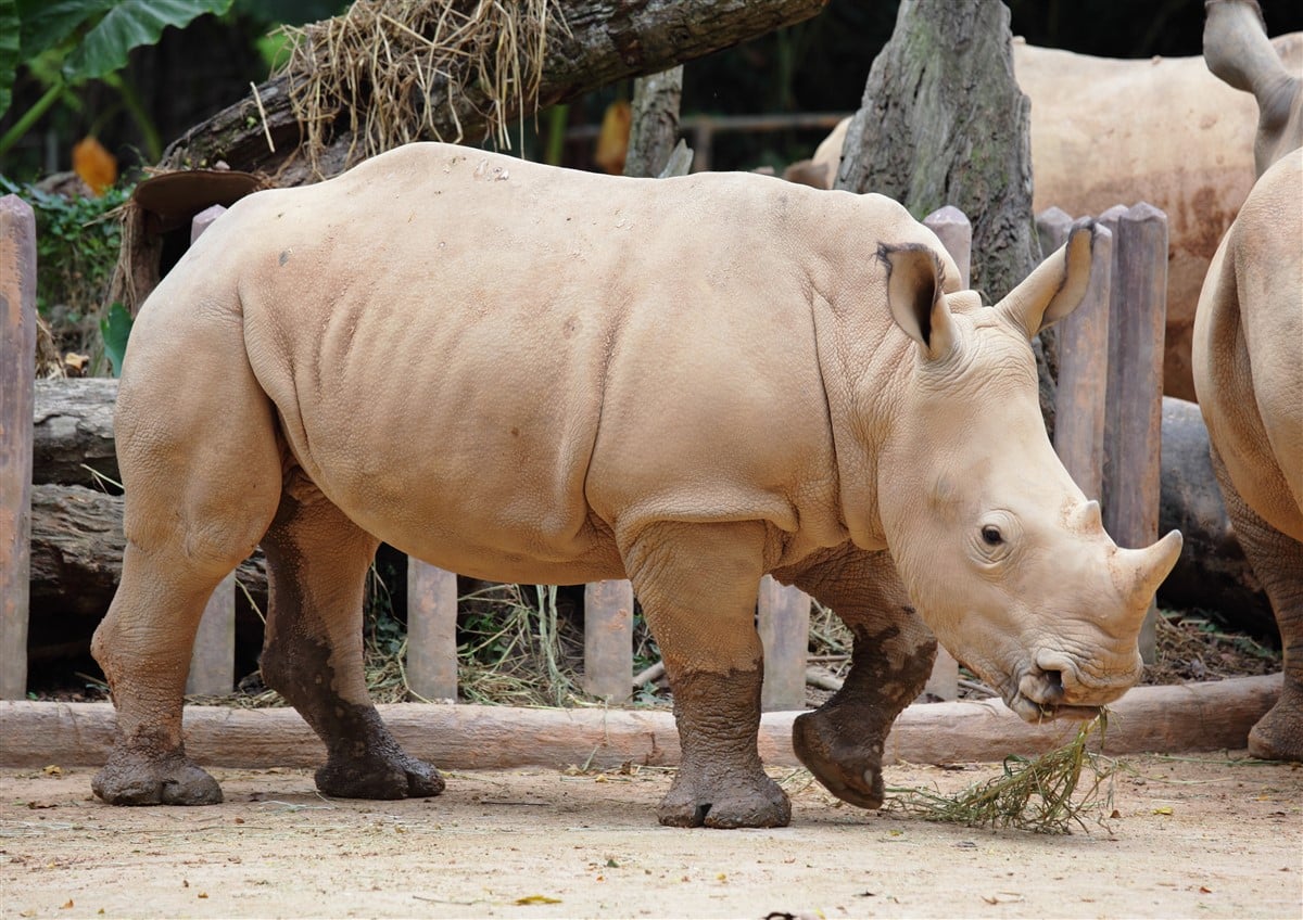 rhinocéros de Java