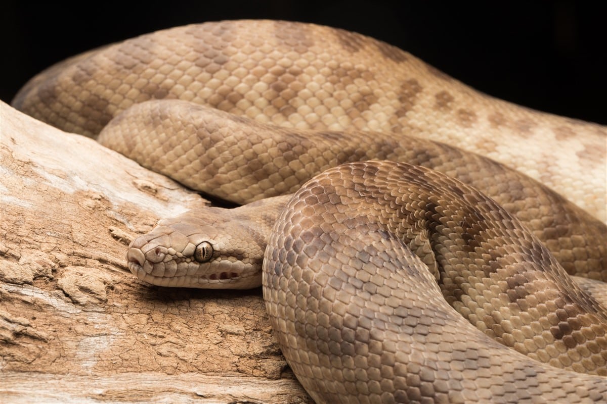 Le serpent brun arboricole et 9 autres espèces menacent la biodiversité