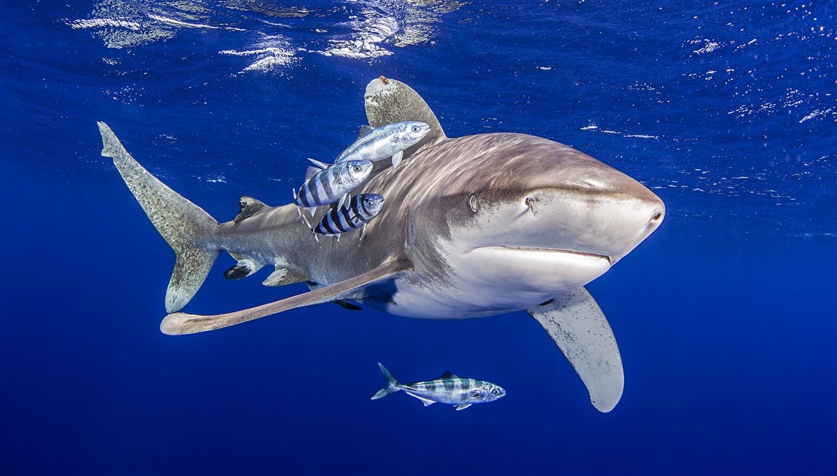 L’impact écologique de la surpêche des poissons dangereux