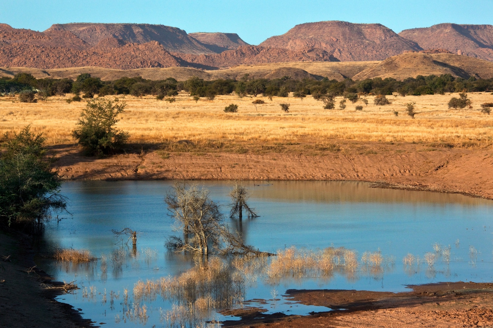 Découvrir la forêt pétrifiée de Namibie : un trésor géologique unique