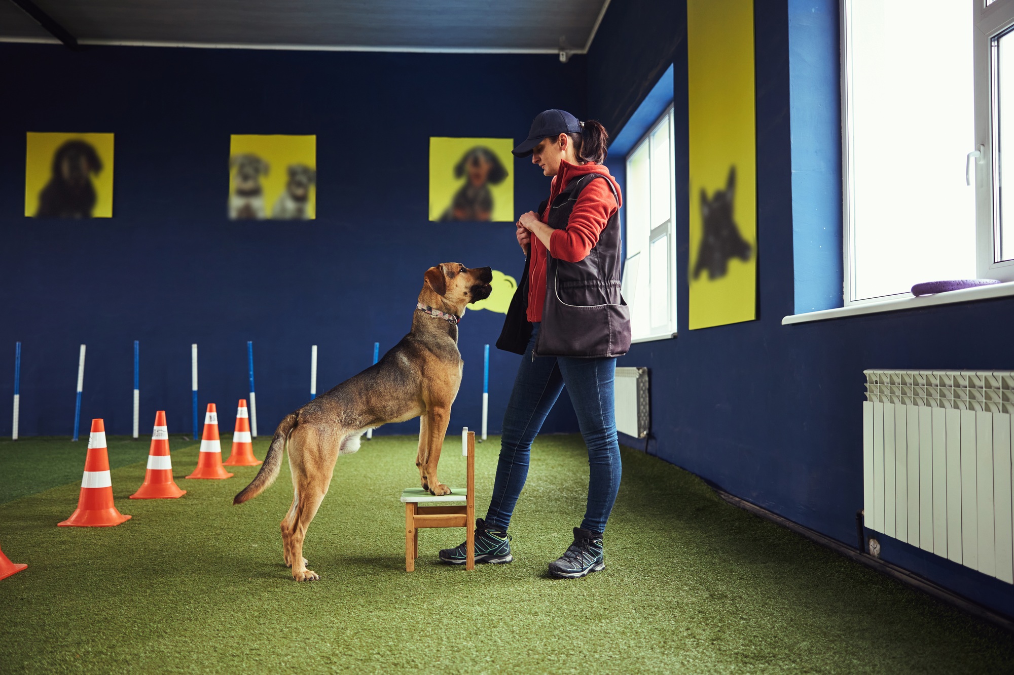 Focused canine listening to a trainer command