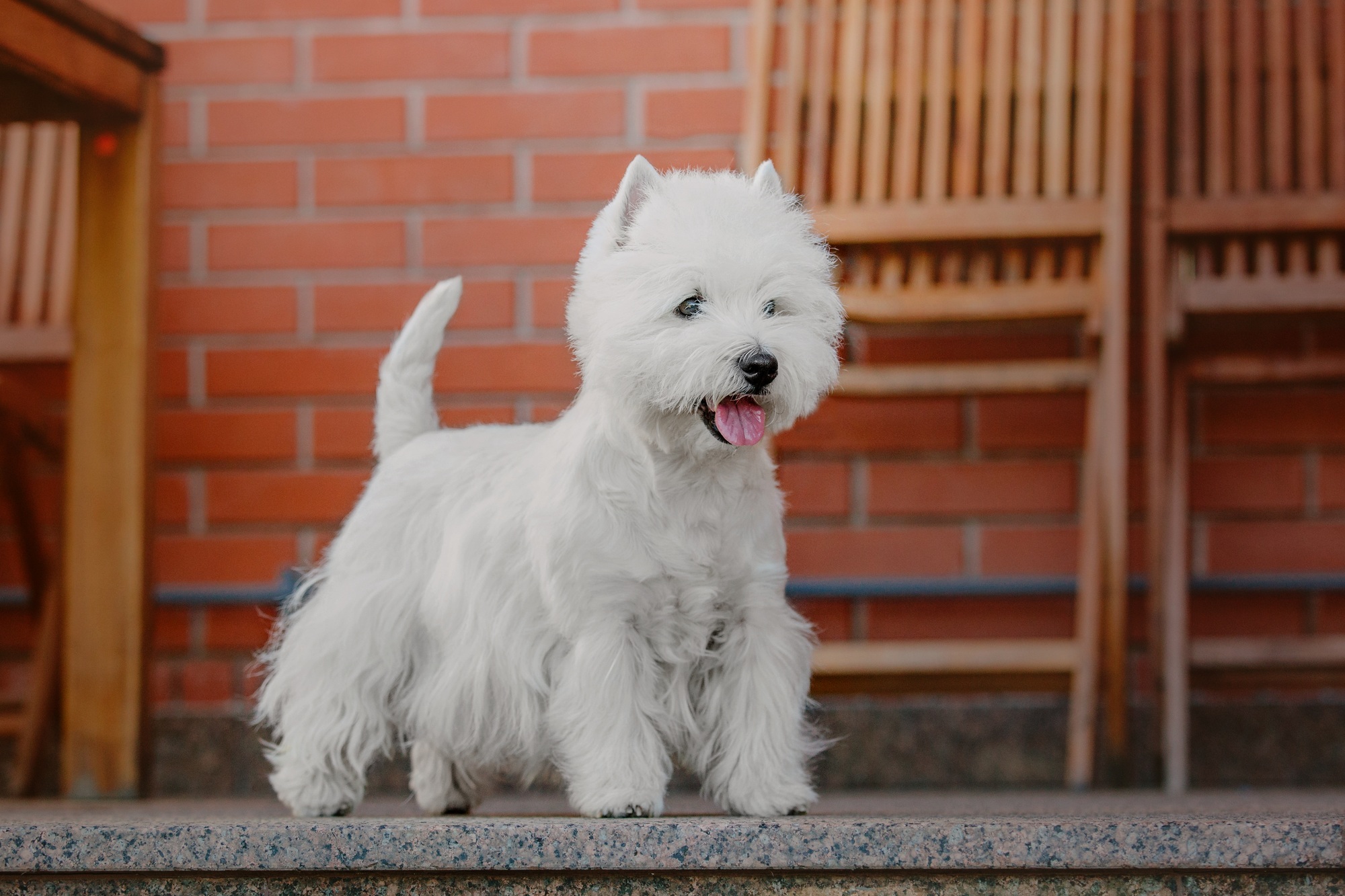 West Highland White Terrier dog breed. Dog playing on green grass in summer. Backyard. Dog walking