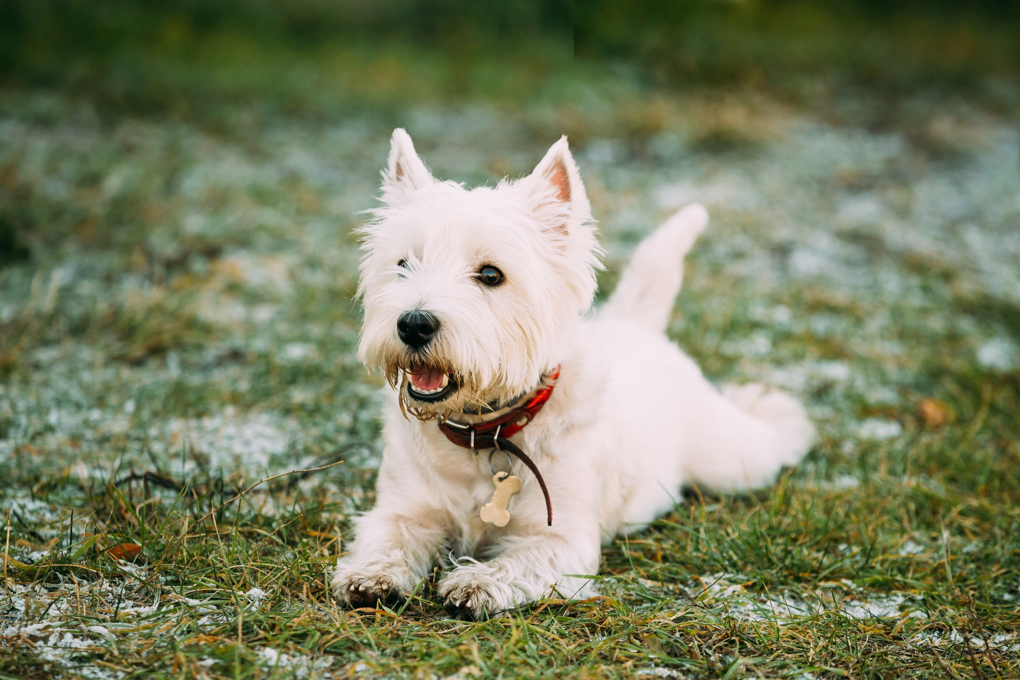 West Highland White Terrier - Westie, Westy Dog Play in Autumn G