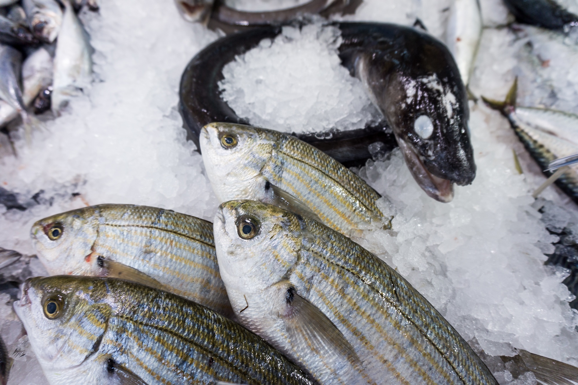 poisson congelé