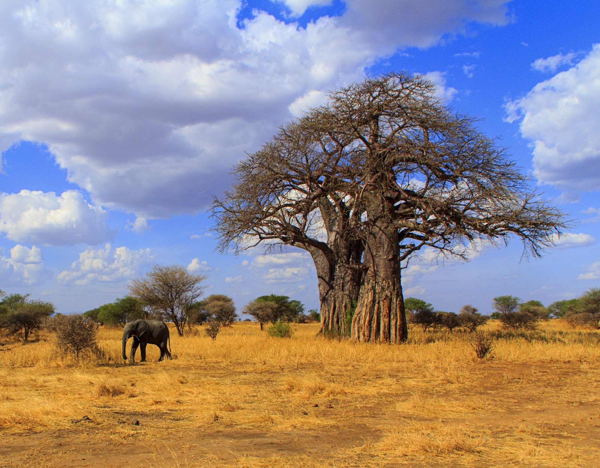  parc de Tarangire